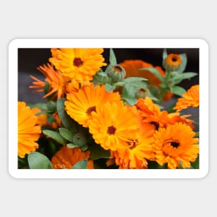 Pot marigold Sticker